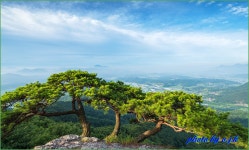 추천갤러리 - 산성의 소나무