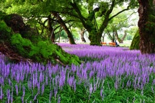 추천갤러리 - 성밖숲 맥문동
