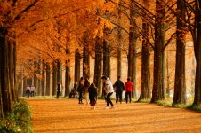 추천갤러리 - 가을 메타길