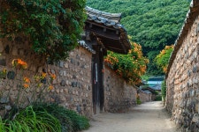 추천갤러리 - 담장과 능소화