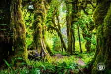 추천갤러리 - 호레인숲 Hoh Rain Forest