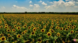 추천갤러리 - 김제 죽산 해바라기
