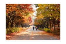 추천갤러리 - 만추의 단풍길..