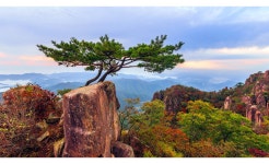추천갤러리 - 대둔산 소나무