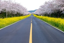 추천갤러리 - 꽃길