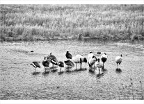 추천갤러리 - 철새들의휴식