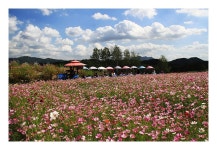 추천갤러리 - 코스모스 십리길