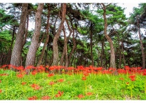 추천갤러리 - 석불산~꽃무릇