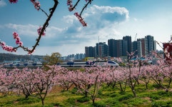 추천갤러리 - 기차길옆 복사꽃