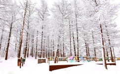 추천갤러리 - 춘설의만항재