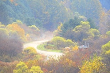 추천갤러리 - 숲길