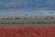 추천갤러리 - 흑두루미와 함께