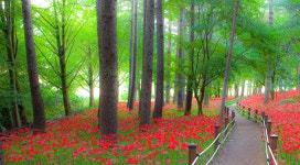 추천갤러리 - 직지사 꽃무릇 산책길