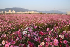 추천갤러리 - 풍덕의 코스모스..