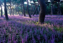 추천갤러리 - 황성공원맥문동