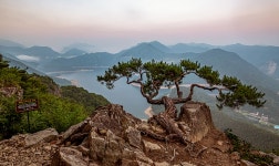 추천갤러리 - 운암산 명품소나무