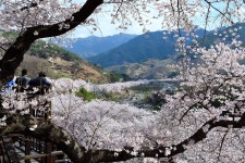 추천갤러리 - 십리 벚꽃길~