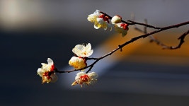 추천갤러리 - 매화(김해공고)