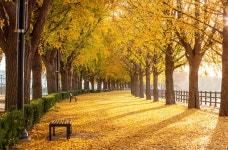 추천갤러리 - 곡교천 은행나무길