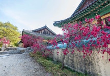 추천갤러리 - 홍도화꽃