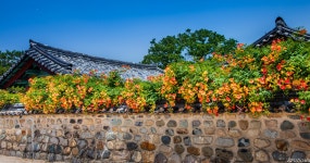 추천갤러리 - 수로왕릉 능소화