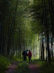 추천갤러리 - 대밭에서