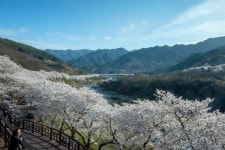 추천갤러리 - 십리벚꽃길