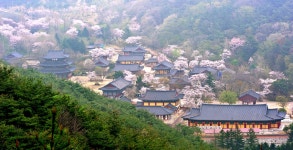추천갤러리 - 금산사의 봄