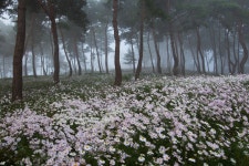 추천갤러리 - 구절초 테마공원