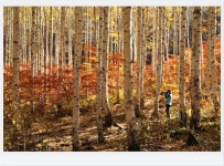 추천갤러리 - 자작나무숲