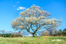 추천갤러리 - 매화 한 그루