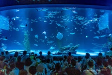 추천갤러리 - 시원한 아쿠아리움