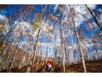 추천갤러리 - 자작나무숲길