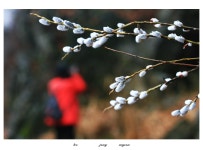 추천갤러리 - 버들 강아지