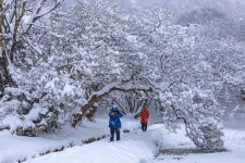 추천갤러리 - 눈 속의 명옥헌 원림