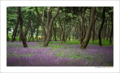 추천갤러리 - 경주 황성공원