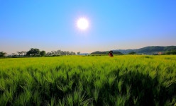 추천갤러리 - 보리밭의 모델미녀