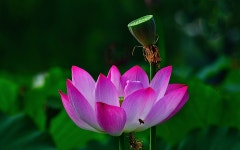 추천갤러리 - 궁남지