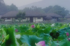 추천갤러리 - 연꽃마을