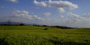 추천갤러리 -  청보리밭 小景  추천갤러리 - " 청보리밭 小景 "