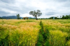 추천갤러리 - 보리밭 소경