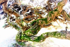 추천갤러리 - 古松