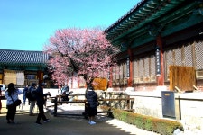 추천갤러리 - 통도사 홍매화