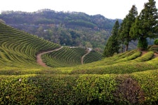 추천갤러리 - 보성 녹차밭