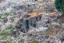 추천갤러리 - 매화동산