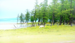 추천갤러리 - 평화로움