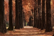 추천갤러리 - 가을메타숲 길.