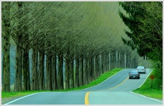 추천갤러리 - 모래재 메타가로수 길