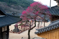 추천갤러리 - 화엄사