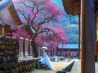 추천갤러리 - 화엄사